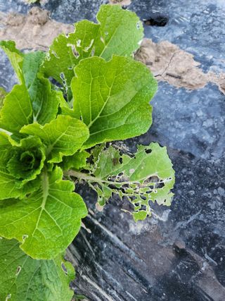 노아님의 배추 · 병해충상담 작성글 사진