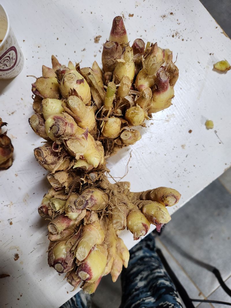 최승일님의 장터 판매 상품 [23햇생강   토종생강.일반생강1키로] 첨부 사진