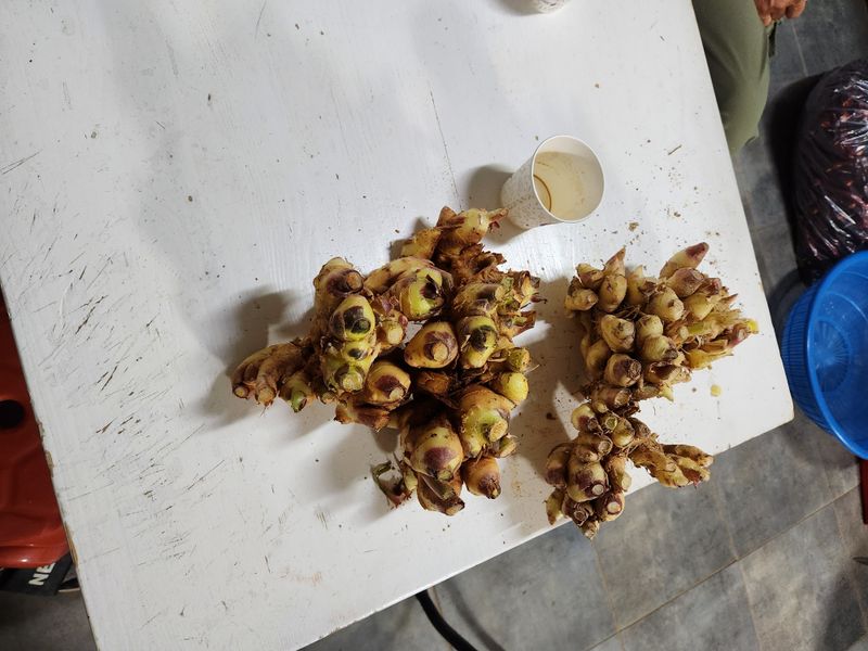 최승일님의 장터 판매 상품 [23햇생강   토종생강.일반생강1키로] 첨부 사진