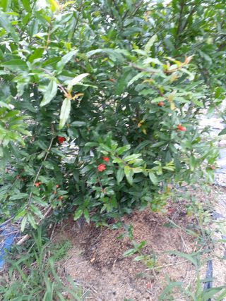 박정희 님의 요즘 뜨는 신품종은? 💬 · 참여글 작성글 사진