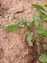 팜모닝 시금치·병해충상담 게시글 이미지