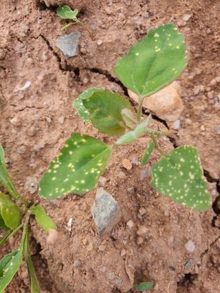 민병길님의 시금치 · 병해충상담 작성글 사진