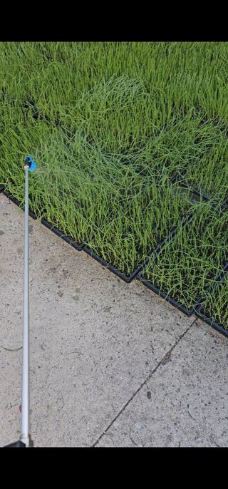 한농농약종묘사님의 양파 · 자유게시판 작성글 사진