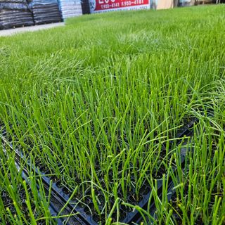 한농농약종묘사님의 양파 · 자유게시판 작성글 사진