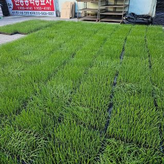 한농농약종묘사님의 양파 · 자유게시판 작성글 사진