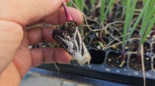 한농농약종묘사님의 양파 · 자유게시판 작성글 사진