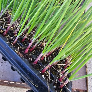 한농농약종묘사님의 양파 · 자유게시판 작성글 사진