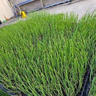 한농농약종묘사님의 양파 · 자유게시판 작성글 사진