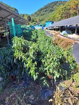 팜모닝 고추·병해충상담 게시글 이미지