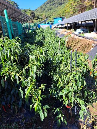 정자형님의 고추 · 병해충상담 작성글 사진