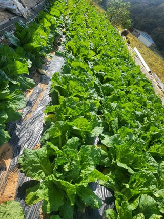 농막쥔님의 배추 · 일상 작성글 사진