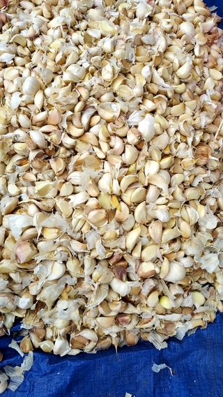 오남현님의 요즘 뜨는 신품종은? 💬 · 참여글 작성글 사진