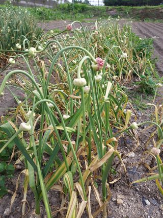 오남현님의 요즘 뜨는 신품종은? 💬 · 참여글 작성글 사진