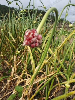 오남현님의 요즘 뜨는 신품종은? 💬 · 참여글 작성글 사진