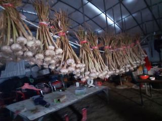 오남현님의 요즘 뜨는 신품종은? 💬 · 참여글 작성글 사진