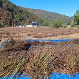 팜모닝 들깨·영농일지 게시글 이미지