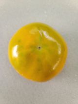 팜모닝 감·병해충상담 게시글 이미지