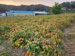 HYUN님의 콩 · 영농일지 작성글 사진