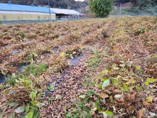 HYUN님의 콩 · 영농일지 작성글 사진