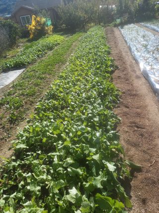 땅땅님의 기타작물 · 자유게시판 작성글 사진