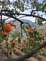 팜모닝 요즘 뜨는 신품종은? 💬·참여글 게시글 이미지