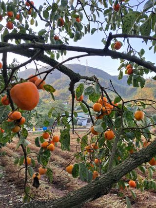 국화연구회님의 요즘 뜨는 신품종은? 💬 · 참여글 작성글 사진