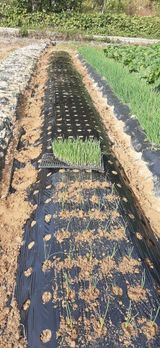 팜모닝 양파·자유게시판 게시글 이미지