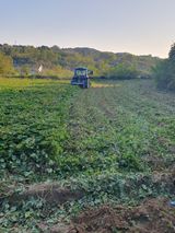 팜모닝 고구마·자유게시판 게시글 이미지