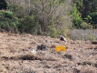 김용민님의 고구마 · 자유게시판 작성글 사진