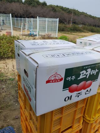 김용민님의 고구마 · 자유게시판 작성글 사진