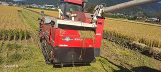 사천시향촌동 돼지띠님의 벼 · 자유게시판 작성글 사진