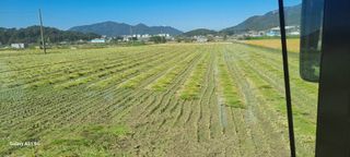 사천시향촌동 돼지띠님의 벼 · 자유게시판 작성글 사진