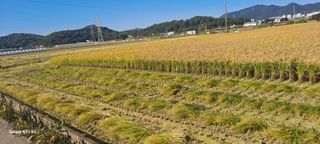 사천시향촌동 돼지띠님의 벼 · 자유게시판 작성글 사진