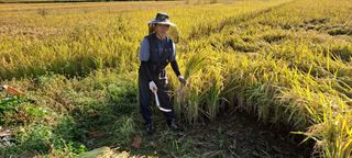 사천시향촌동 돼지띠님의 벼 · 자유게시판 작성글 사진