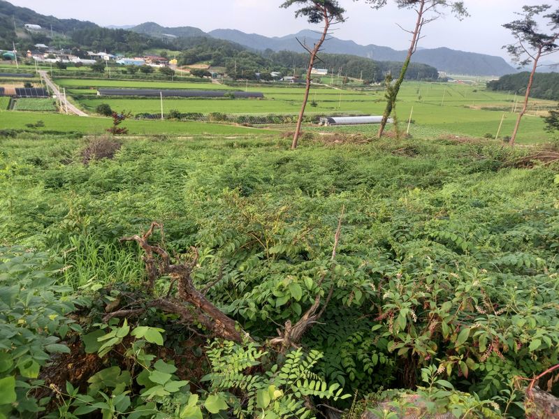 김낙성님의 장터 판매 상품 [참두릅 묘목] 첨부 사진