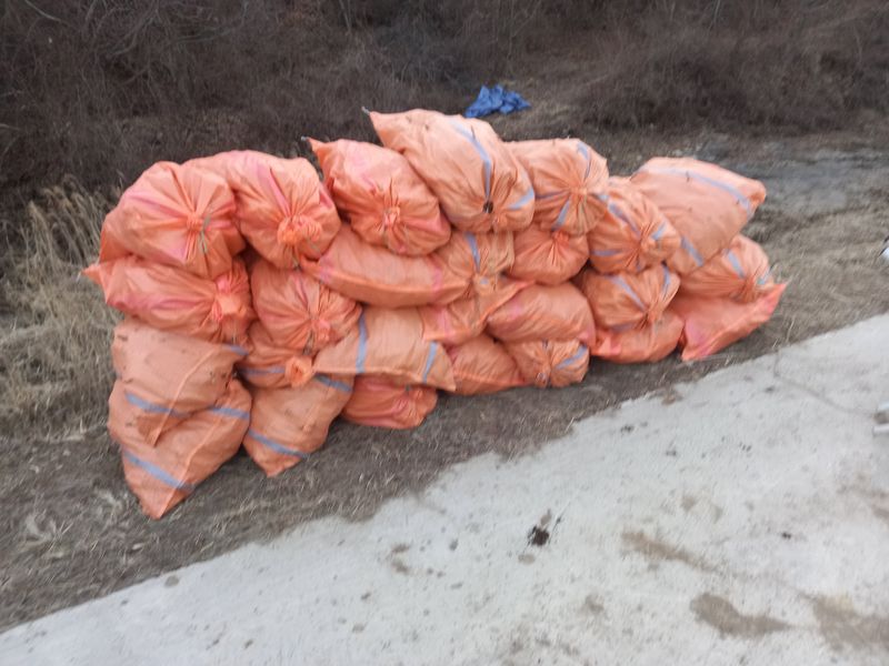 김낙성님의 장터 판매 상품 [참두릅 묘목] 첨부 사진