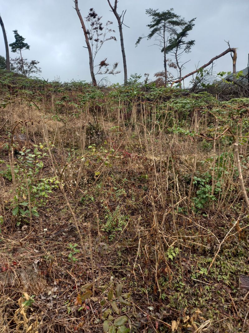 김낙성님의 장터 판매 상품 [참두릅 묘목] 첨부 사진