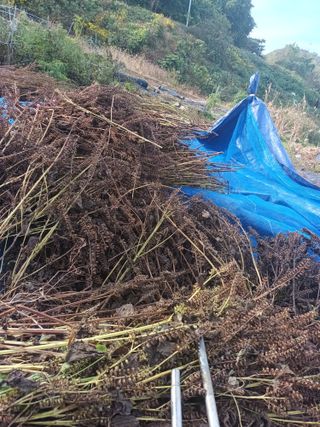 유외선님의 들깨 · 자유게시판 작성글 사진
