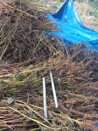 유외선님의 들깨 · 자유게시판 작성글 사진