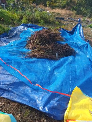 유외선님의 들깨 · 자유게시판 작성글 사진