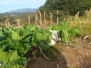 유외선님의 들깨 · 자유게시판 작성글 사진