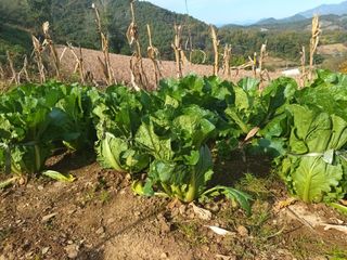 유외선님의 들깨 · 자유게시판 작성글 사진