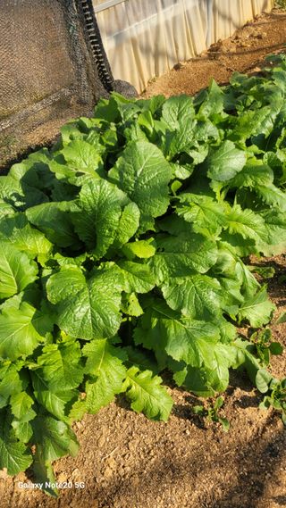 제주농부님의 들깨 · 자유게시판 작성글 사진