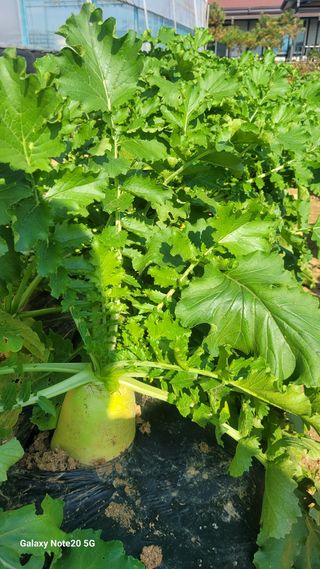 제주농부님의 들깨 · 자유게시판 작성글 사진