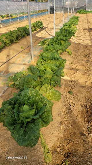 제주농부님의 들깨 · 자유게시판 작성글 사진