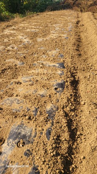 제주농부님의 들깨 · 자유게시판 작성글 사진