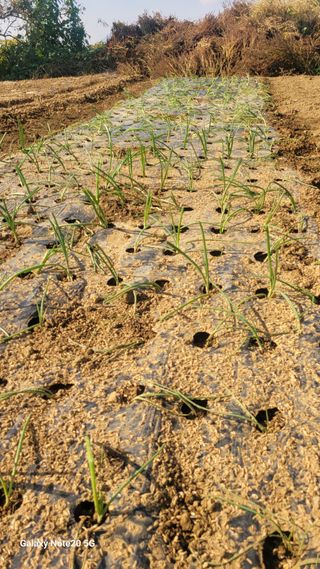 제주농부님의 들깨 · 자유게시판 작성글 사진