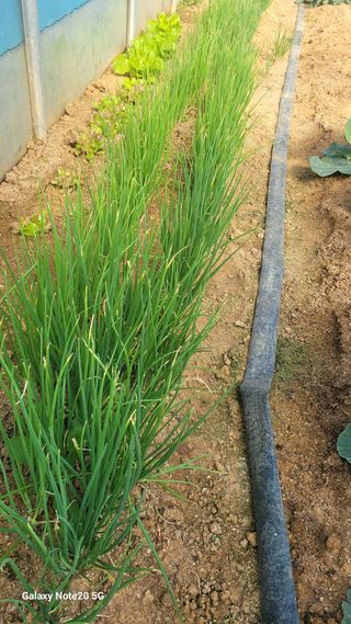 제주농부님의 들깨 · 자유게시판 작성글 사진