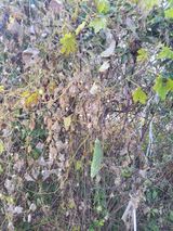 팜모닝 기타작물·영농일지 게시글 이미지