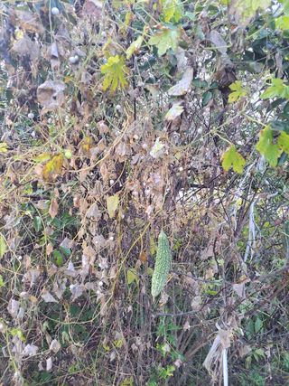 윤석돈님의 기타작물 · 영농일지 작성글 사진